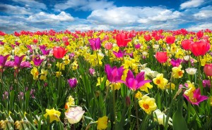 PRIMAVERA-campo-di-fiori